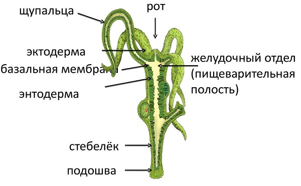 Ссылка на магазин кракен